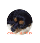 キャバリア ブラックタン（個別スタンプ：9）