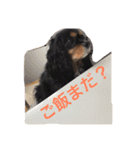 キャバリア ブラックタン（個別スタンプ：11）