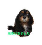 キャバリア ブラックタン（個別スタンプ：13）