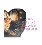 キャバリア ブラックタン（個別スタンプ：16）