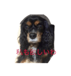 キャバリア ブラックタン（個別スタンプ：17）