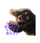 キャバリア ブラックタン（個別スタンプ：18）
