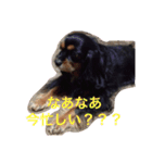 キャバリア ブラックタン（個別スタンプ：21）
