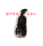 キャバリア ブラックタン（個別スタンプ：23）