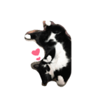 うちのにゃんこども（個別スタンプ：2）