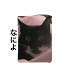 うちのにゃんこども（個別スタンプ：9）