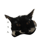 うちのにゃんこども（個別スタンプ：12）
