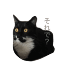 うちのにゃんこども（個別スタンプ：14）