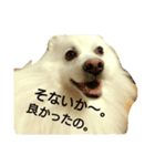 かいちゃんのほーん。スタンプ（個別スタンプ：7）