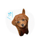 ロイ トイプードル（個別スタンプ：1）