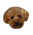 ロイ トイプードル（個別スタンプ：11）