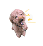 ロイ トイプードル（個別スタンプ：14）
