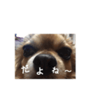 橋本家の愛犬ごま★（個別スタンプ：1）