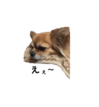 橋本家の愛犬ごま★（個別スタンプ：2）