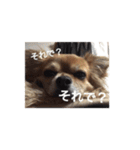 橋本家の愛犬ごま★（個別スタンプ：3）