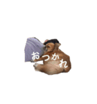 橋本家の愛犬ごま★（個別スタンプ：5）