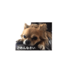 橋本家の愛犬ごま★（個別スタンプ：7）