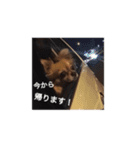 橋本家の愛犬ごま★（個別スタンプ：8）