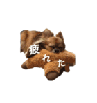 橋本家の愛犬ごま★（個別スタンプ：9）