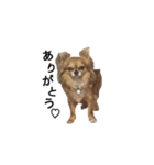 橋本家の愛犬ごま★（個別スタンプ：10）