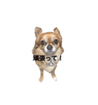 橋本家の愛犬ごま★（個別スタンプ：11）