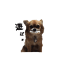 橋本家の愛犬ごま★（個別スタンプ：12）