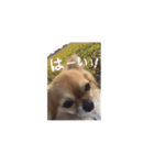 橋本家の愛犬ごま★（個別スタンプ：13）