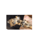 橋本家の愛犬ごま★（個別スタンプ：14）