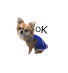 橋本家の愛犬ごま★（個別スタンプ：15）