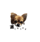 橋本家の愛犬ごま★（個別スタンプ：18）