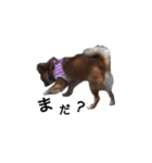 橋本家の愛犬ごま★（個別スタンプ：23）