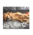 橋本家の愛犬ごま★（個別スタンプ：24）