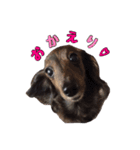 愛犬ダックスのヒメ様（個別スタンプ：1）