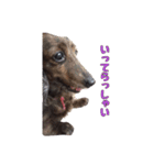 愛犬ダックスのヒメ様（個別スタンプ：2）
