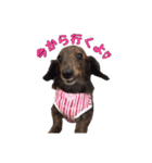 愛犬ダックスのヒメ様（個別スタンプ：3）