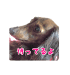愛犬ダックスのヒメ様（個別スタンプ：4）