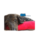 愛犬ダックスのヒメ様（個別スタンプ：5）
