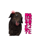 愛犬ダックスのヒメ様（個別スタンプ：7）