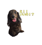愛犬ダックスのヒメ様（個別スタンプ：8）