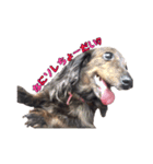 愛犬ダックスのヒメ様（個別スタンプ：9）
