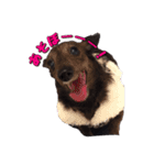 愛犬ダックスのヒメ様（個別スタンプ：10）