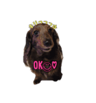 愛犬ダックスのヒメ様（個別スタンプ：11）