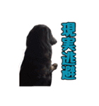 愛犬ダックスのヒメ様（個別スタンプ：12）