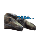 愛犬ダックスのヒメ様（個別スタンプ：13）