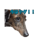 愛犬ダックスのヒメ様（個別スタンプ：14）