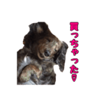 愛犬ダックスのヒメ様（個別スタンプ：15）