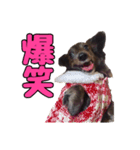 愛犬ダックスのヒメ様（個別スタンプ：16）