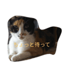 ふくちゃん＆くまのスタンプ（個別スタンプ：3）