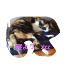 ふくちゃん＆くまのスタンプ（個別スタンプ：4）