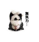 はちわれニャンコ大集合（個別スタンプ：2）